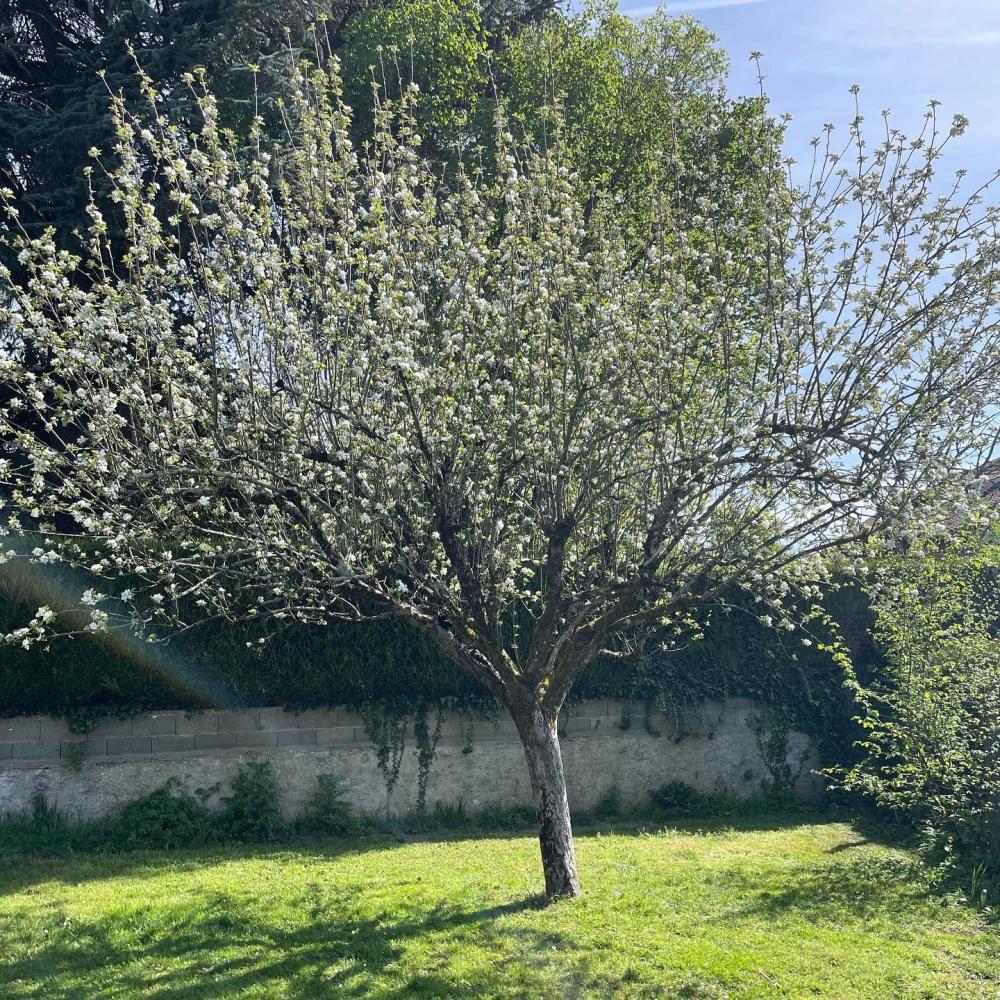 Jardin